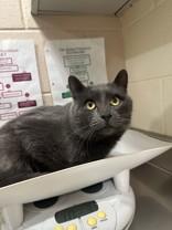 Krampus, ADOPTABLE, Adult Male Domestic Short Hair.