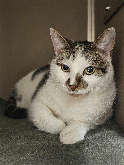 CANDICE, Adoptable, Adult Female Domestic Short Hair.