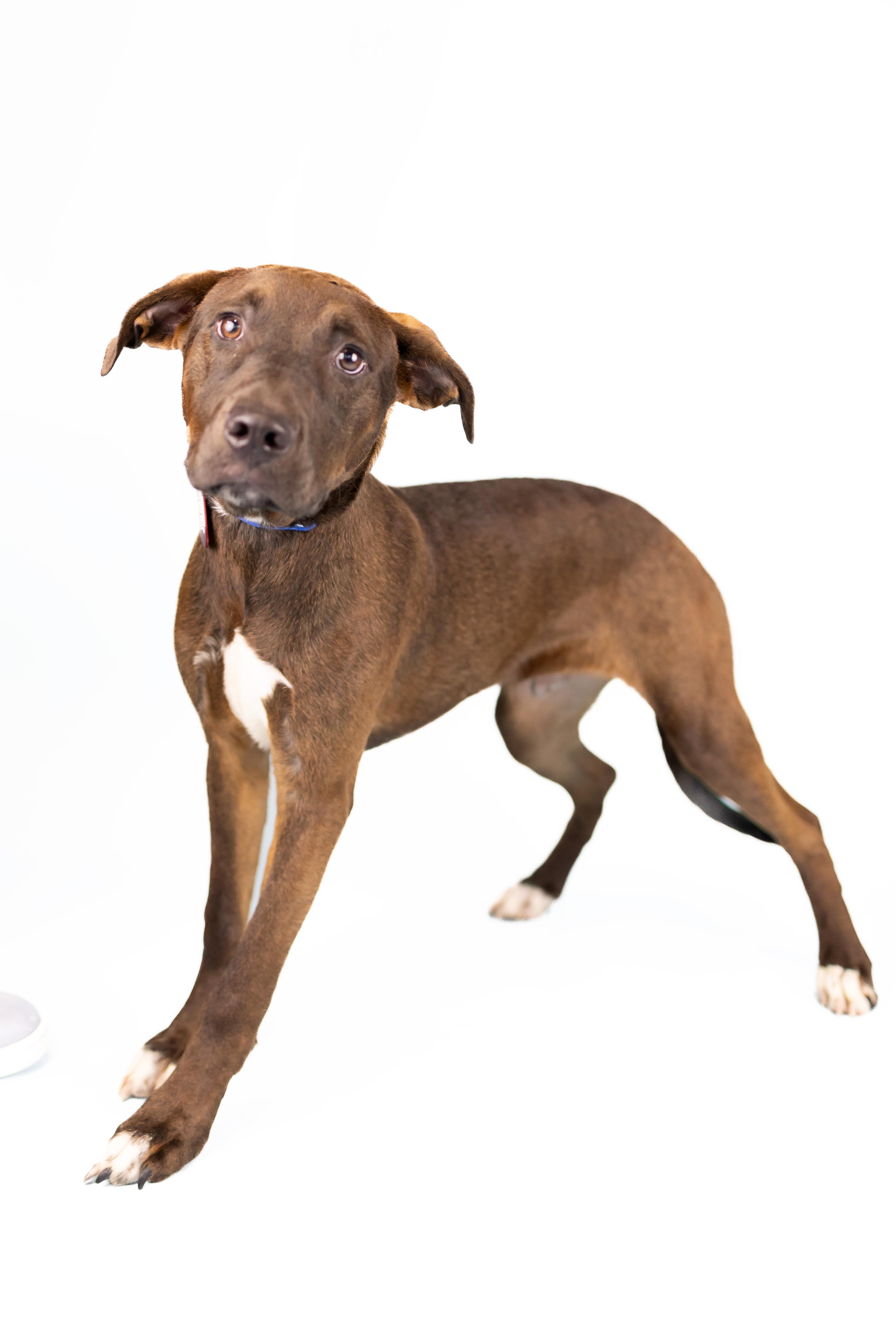 Ernie, Young Male Mixed Breed