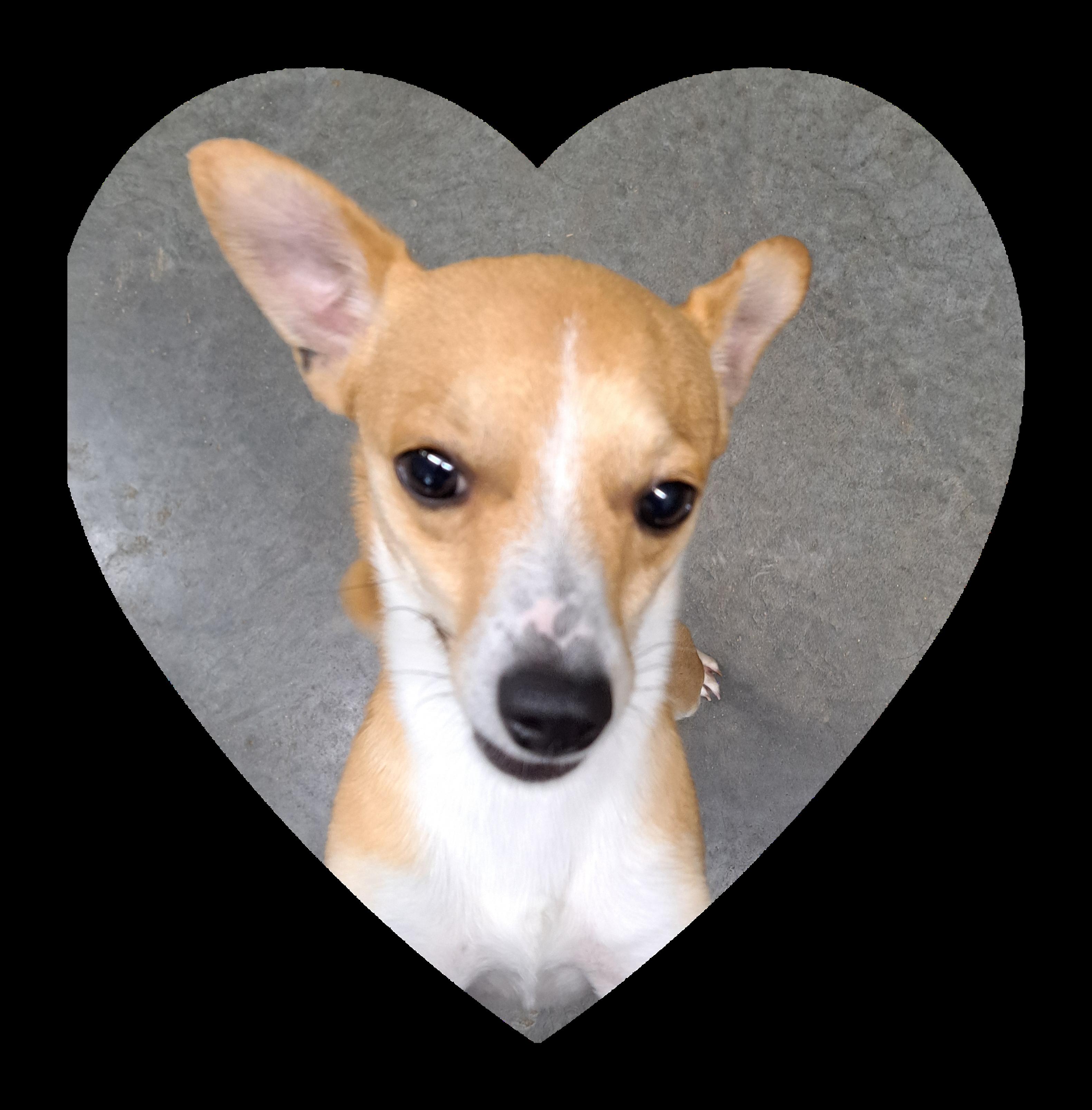 Rusty, an adoptable mixed breed in Lawrenceburg, KY image 2/3