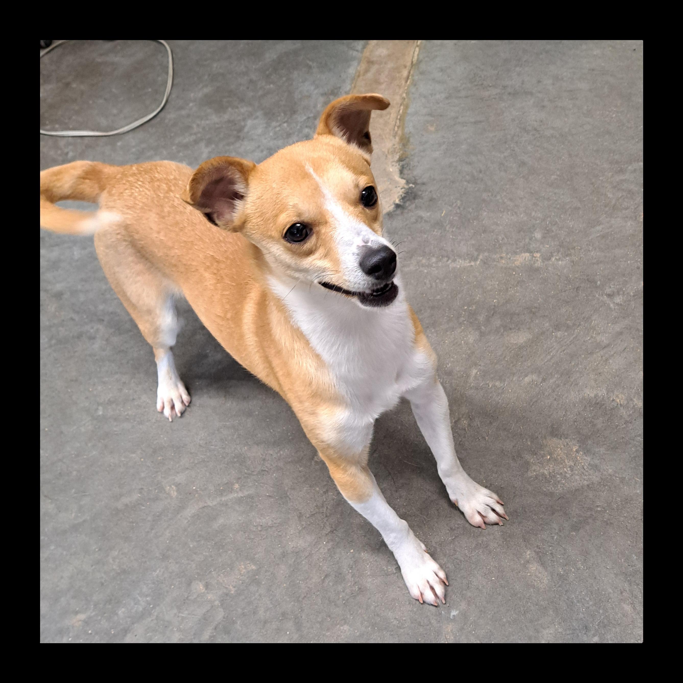 Rusty, adoptable, Adult Male Chihuahua & Mixed Breed.
