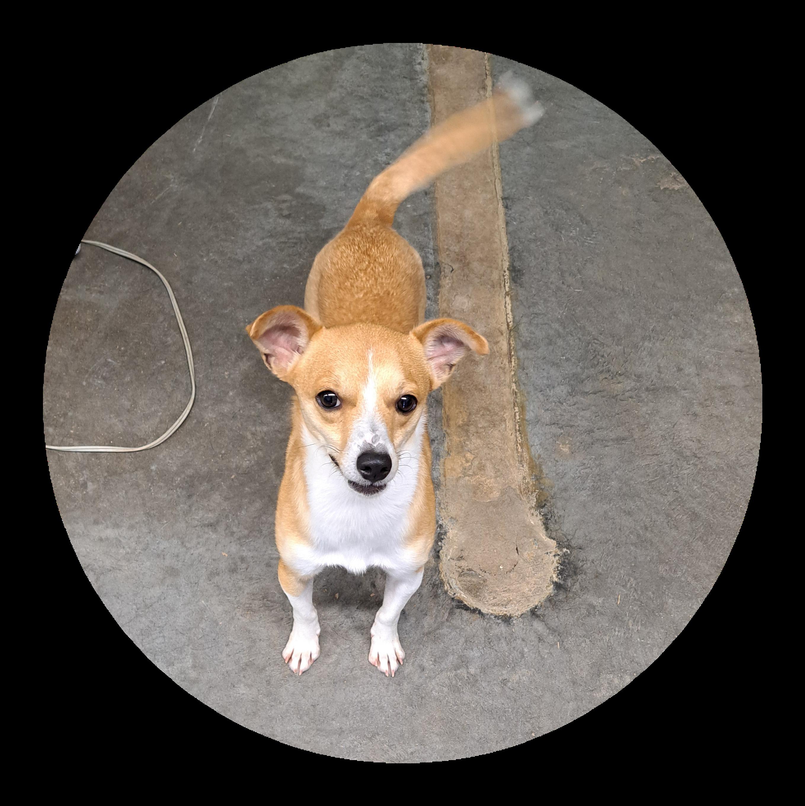 Rusty, an adoptable mixed breed in Lawrenceburg, KY image 3/3