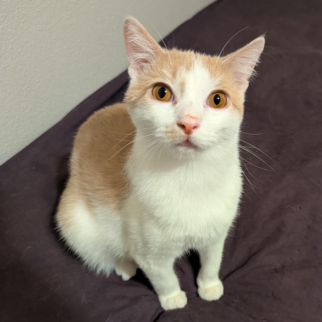 Enlarge Sir Isaac Newton, a Adoptable Domestic Short Hair in Boerne, TX image 1/6