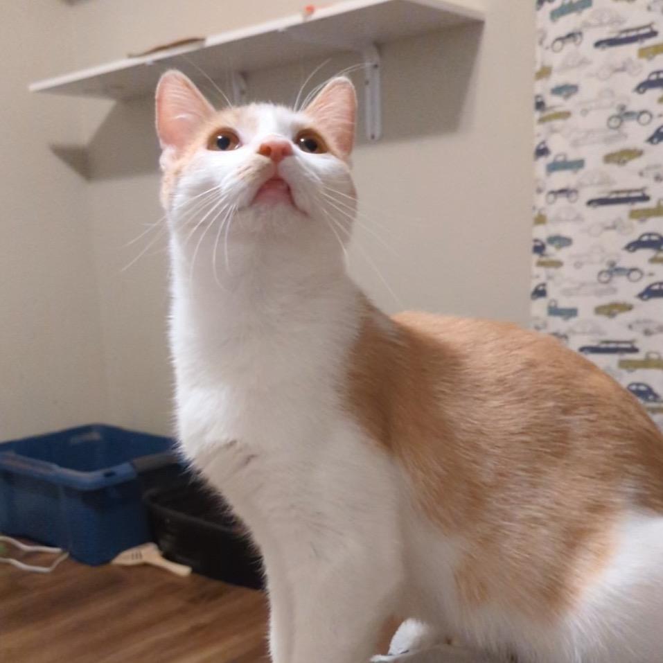 Enlarge Sir Isaac Newton, a Adoptable Domestic Short Hair in Boerne, TX image 2/6