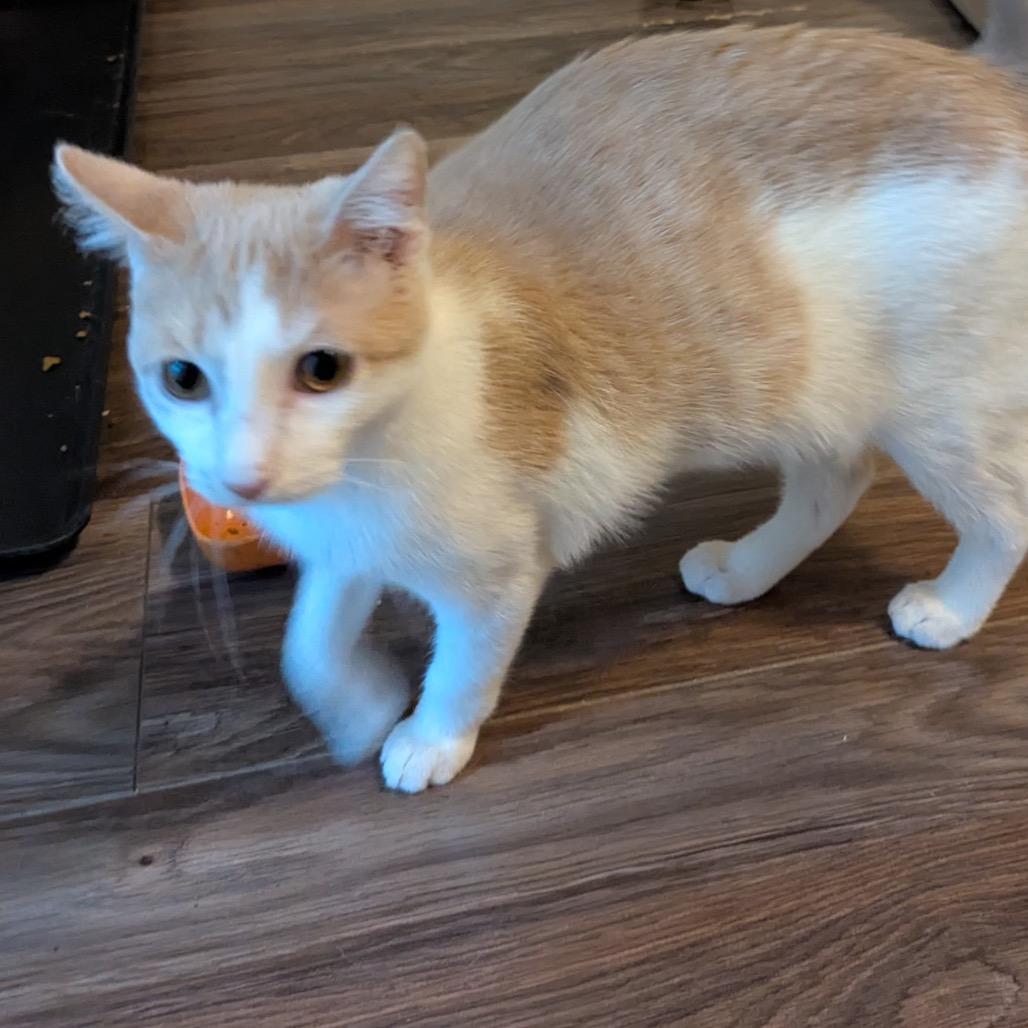 Enlarge Sir Isaac Newton, a Adoptable Domestic Short Hair in Boerne, TX image 3/6