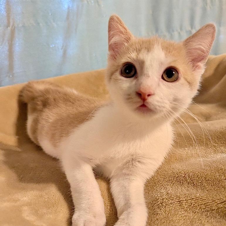 Enlarge Sir Isaac Newton, a Adoptable Domestic Short Hair in Boerne, TX image 4/6