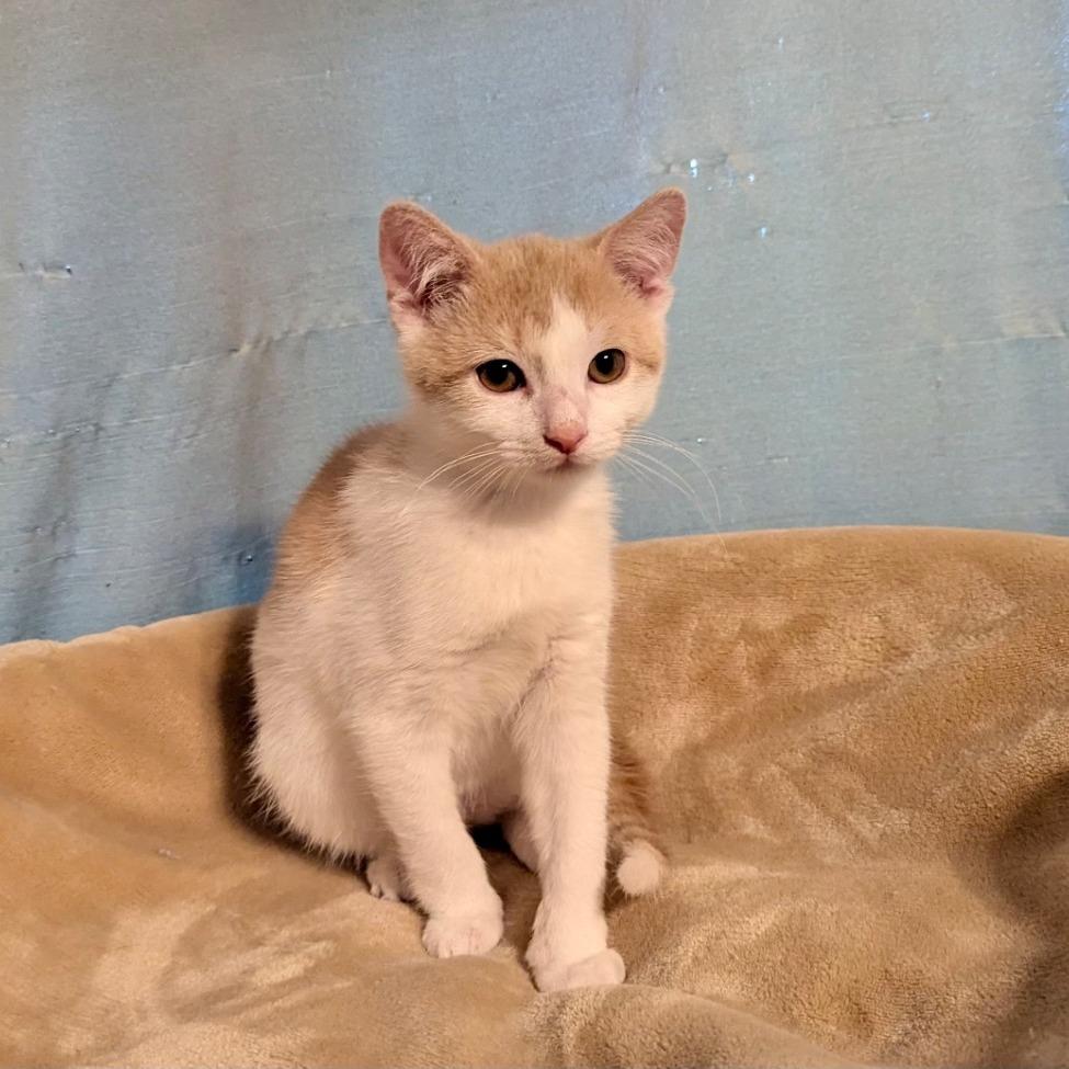 Enlarge Sir Isaac Newton, a Adoptable Domestic Short Hair in Boerne, TX image 5/6