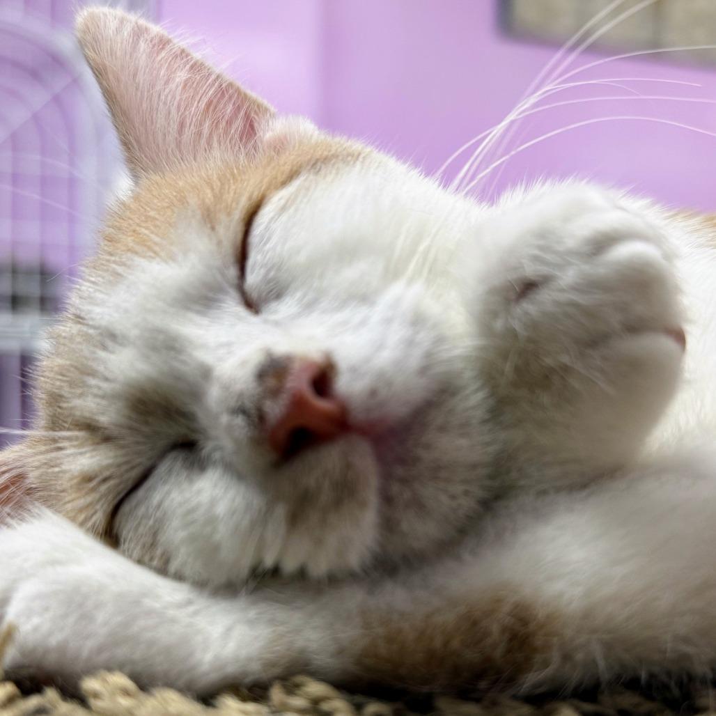 Enlarge Sir Isaac Newton, a Adoptable Domestic Short Hair in Boerne, TX image 6/6