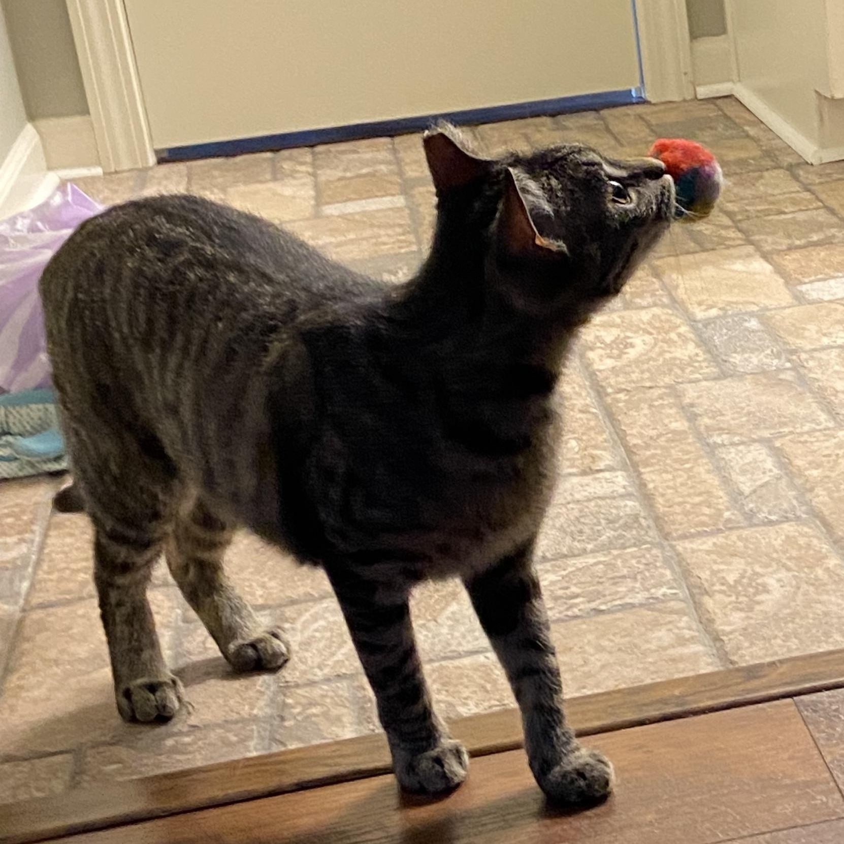 Friday, an adoptable Tabby in Shawnee, KS, 66218 | Photo Image 2