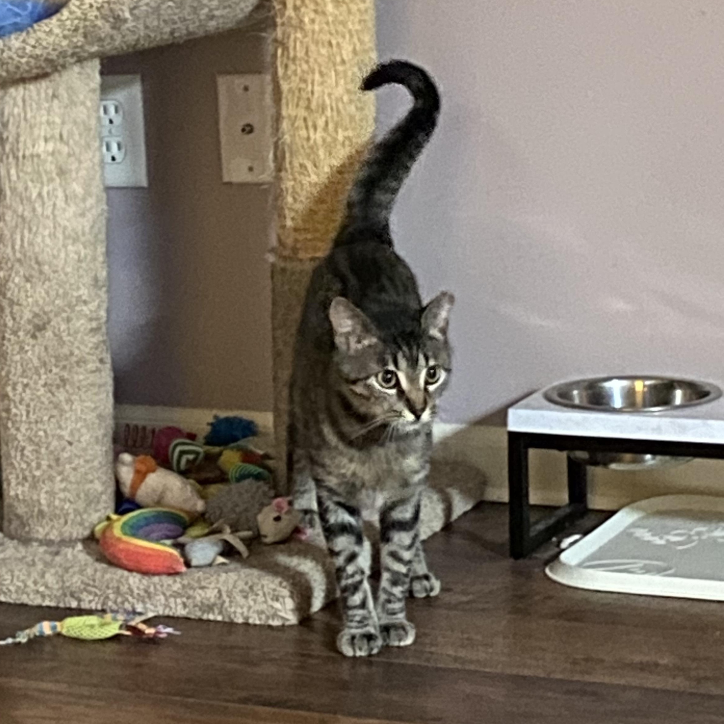 Friday, Adoptable, Young Female Tabby.