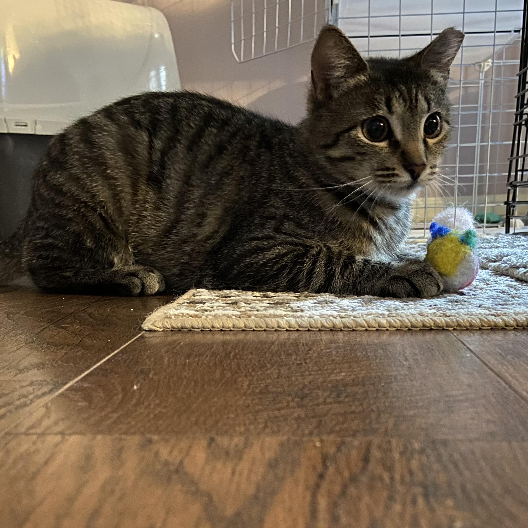 Enlarge Friday, a Adoptable Tabby in Shawnee, KS image 3/5