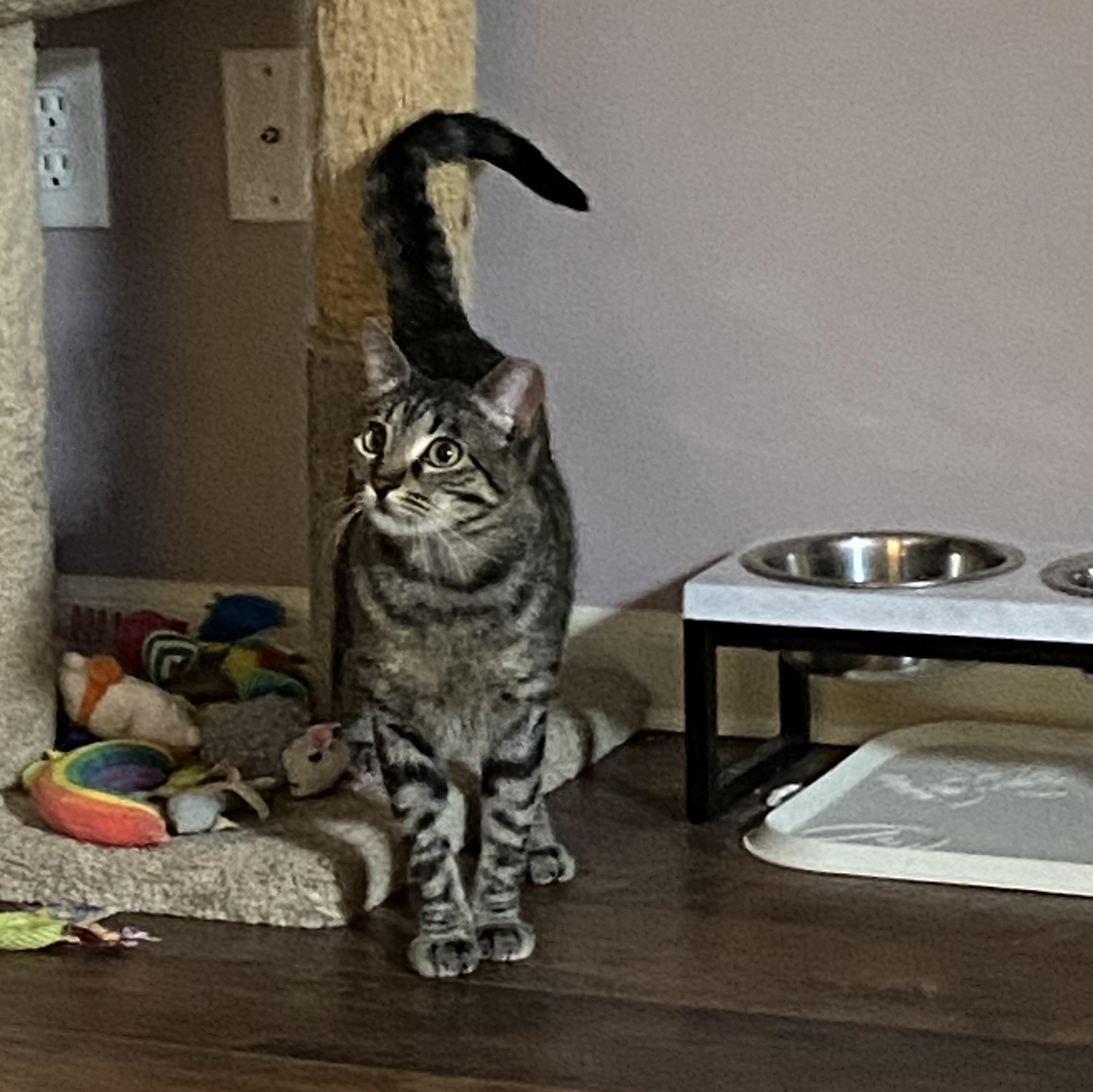 Friday, an adoptable Tabby in Shawnee, KS, 66218 | Photo Image 4