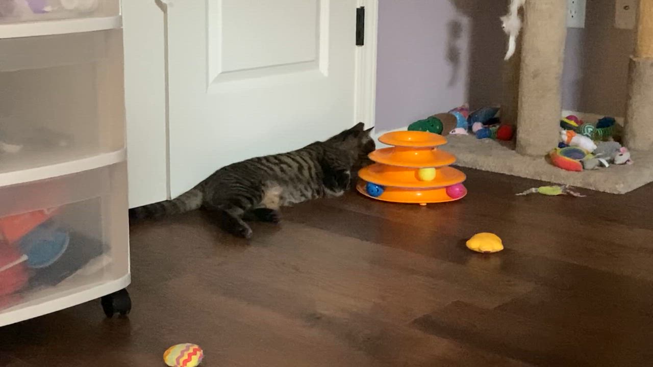 Enlarge Friday, a Adoptable Tabby in Shawnee, KS video 5/5