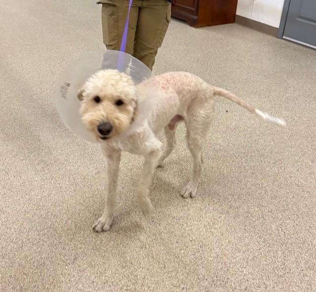 Boris, ADOPTABLE, Adult Male Labradoodle.