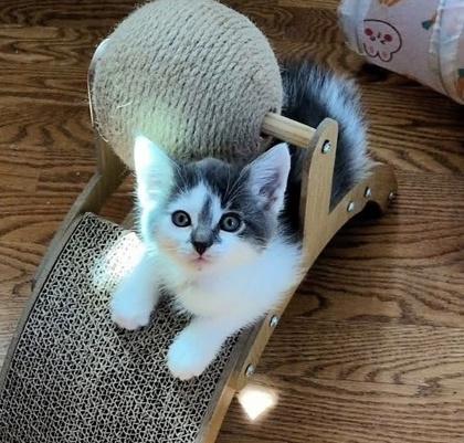 Possum, ADOPTABLE, Kitten Male Domestic Short Hair.