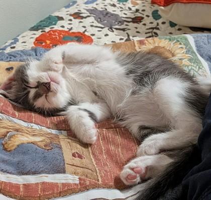 Possum, a ADOPTABLE Domestic Short Hair in Neenah, WI image 2/3