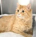 Sunflower, Young Female Domestic Medium Hair