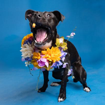 Coco Nibbles - ADOPTED, Adoptable, Adult Female Mixed Breed & Mixed Breed.