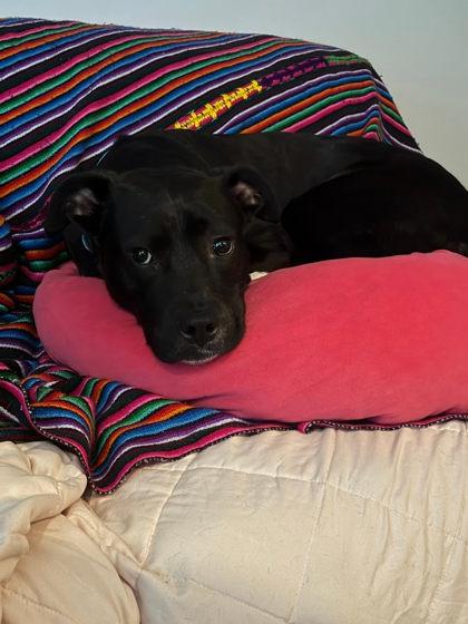 Coco Nibbles - ADOPTED, a Adoptable mixed breed in Atlanta, GA image 2/3