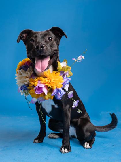 Coco Nibbles - ADOPTED, a Adoptable mixed breed in Atlanta, GA image 3/3