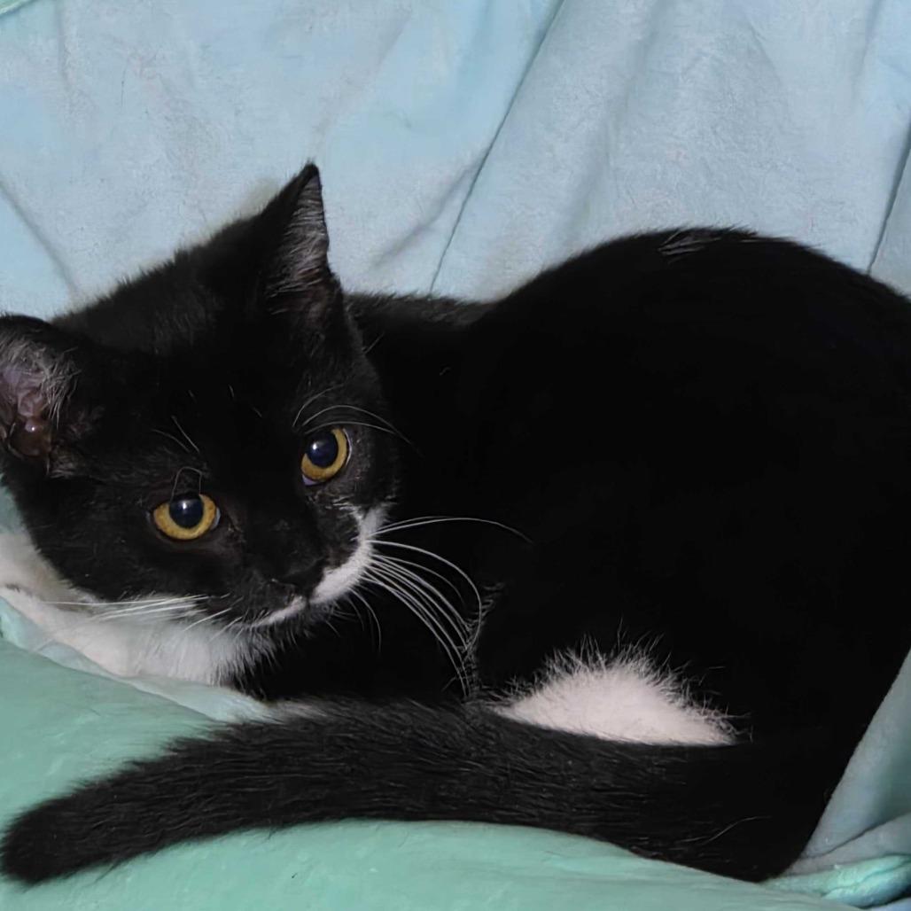 Eden, a Adoptable Domestic Short Hair in Glenfield, NY image 1/2