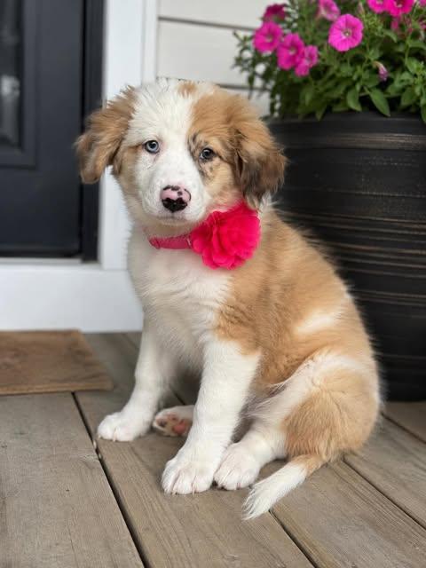 Rosie, adopted, Puppy Female Great Pyrenees & Australian Shepherd.
