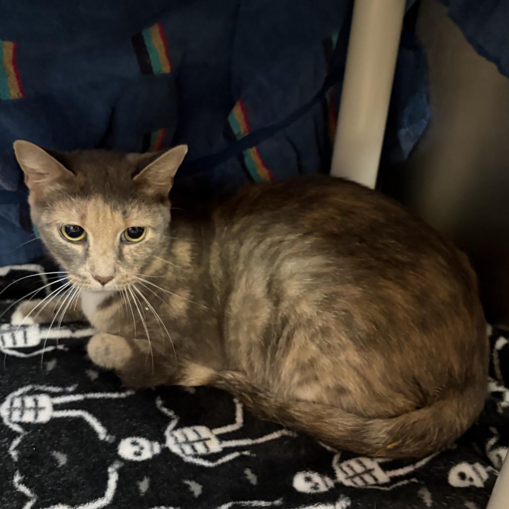 MONT-Stray-59998, Adopted, Adult Female Domestic Short Hair.