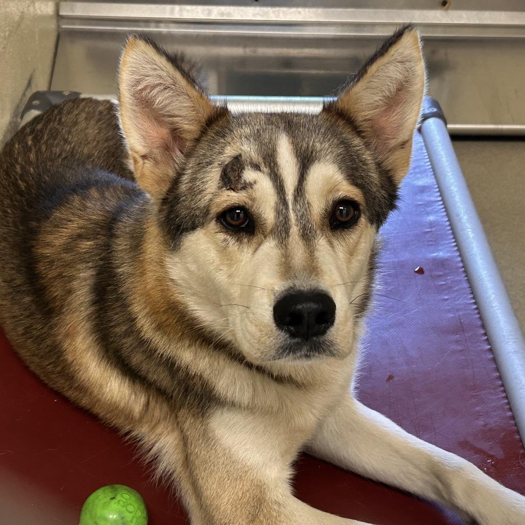 Silverado, Adoptable, Young Male Husky.