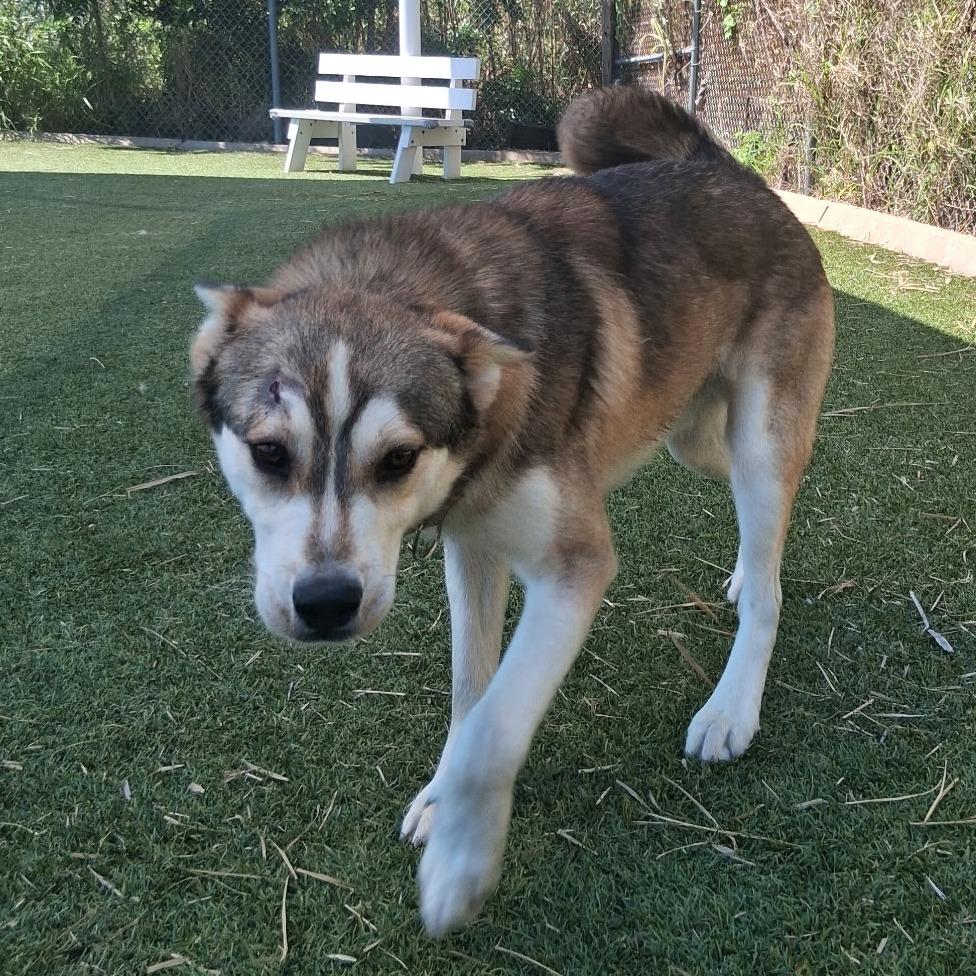 Enlarge Silverado, a Adoptable Husky in Galveston, TX image 2/6
