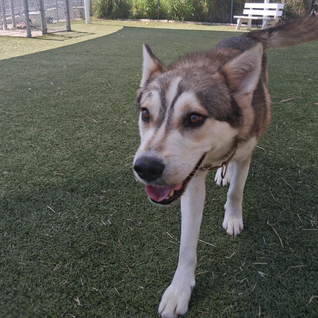 Enlarge Silverado, a Adoptable Husky in Galveston, TX image 3/6