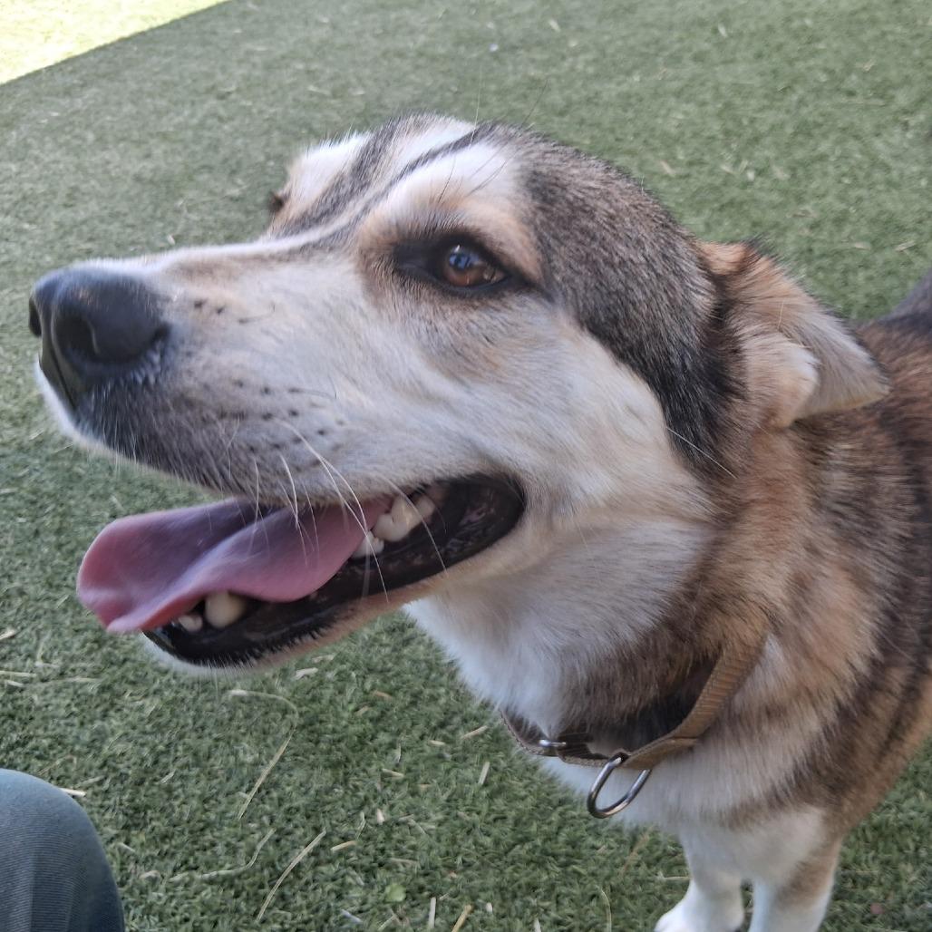 Enlarge Silverado, a Adoptable Husky in Galveston, TX image 4/6