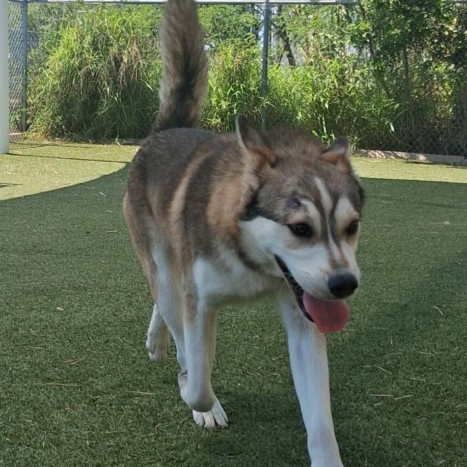 Enlarge Silverado, a Adoptable Husky in Galveston, TX image 5/6