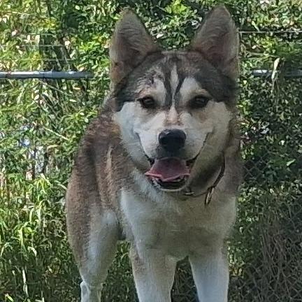 Enlarge Silverado, a Adoptable Husky in Galveston, TX image 6/6