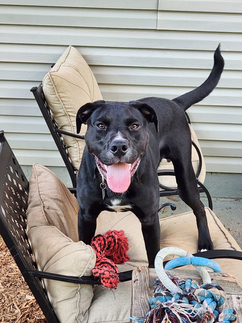 Frazier, a Adoptable mixed breed in Powell, TN image 1/4
