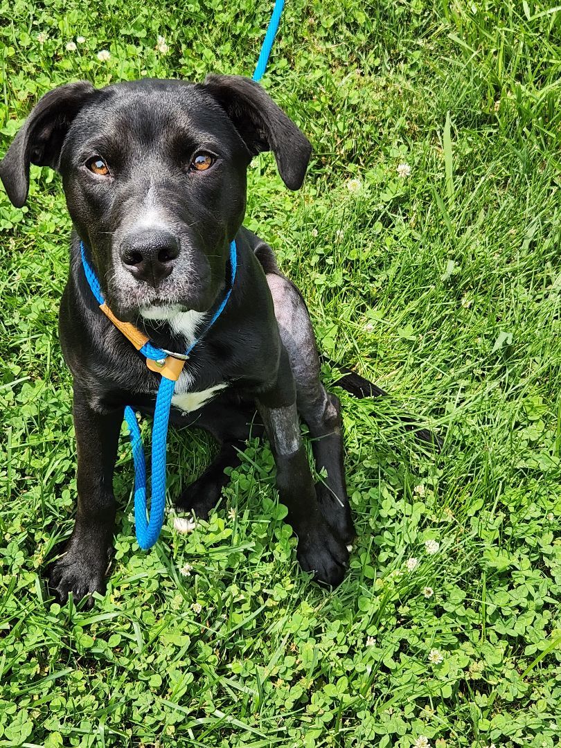 Frazier, a Adoptable mixed breed in Powell, TN image 3/4