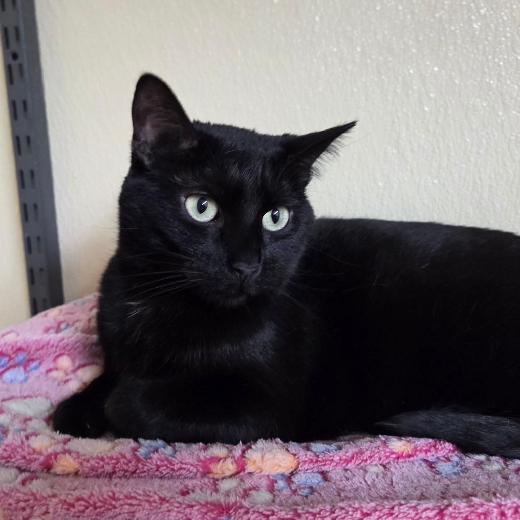 Clovey, Adoptable, Adult Female Domestic Short Hair & Mixed Breed.