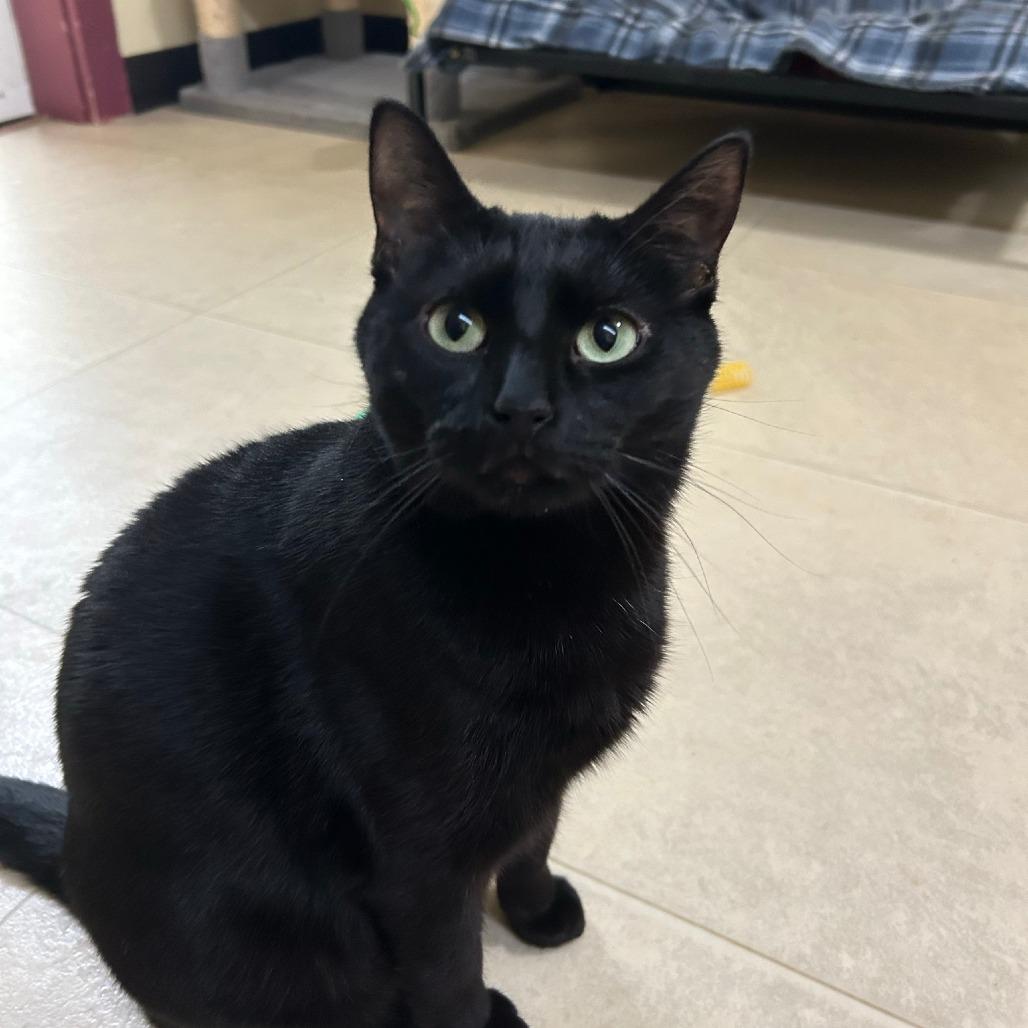 Clovey, Adoptable, Adult Female Domestic Short Hair.