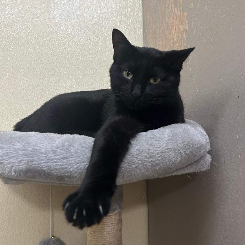 Clovey, Adoptable, Adult Female Domestic Short Hair.