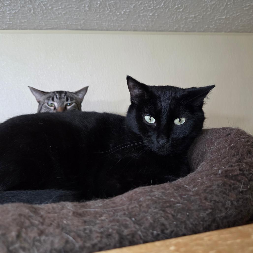 Enlarge Clovey, a Adoptable mixed breed in Pontiac, IL image 2/6