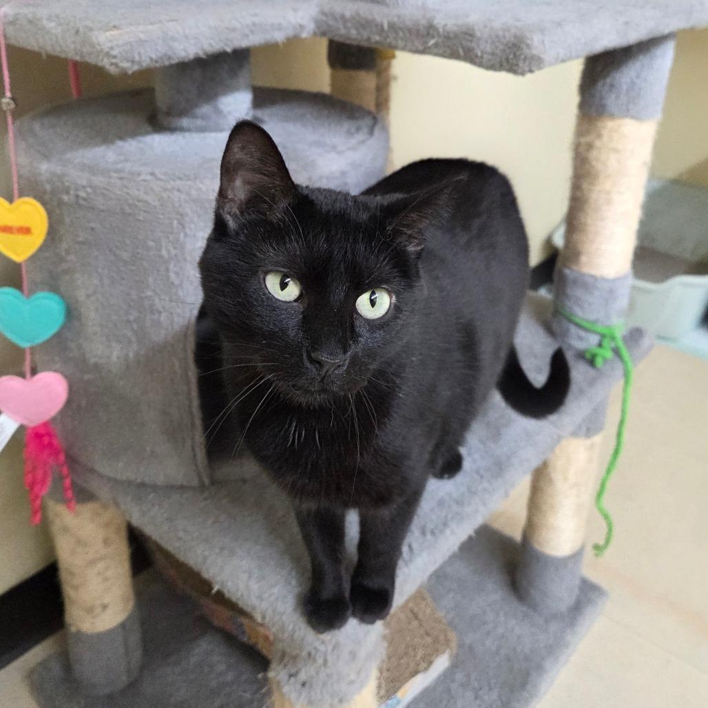 Enlarge Clovey, a Adoptable mixed breed in Pontiac, IL image 3/6