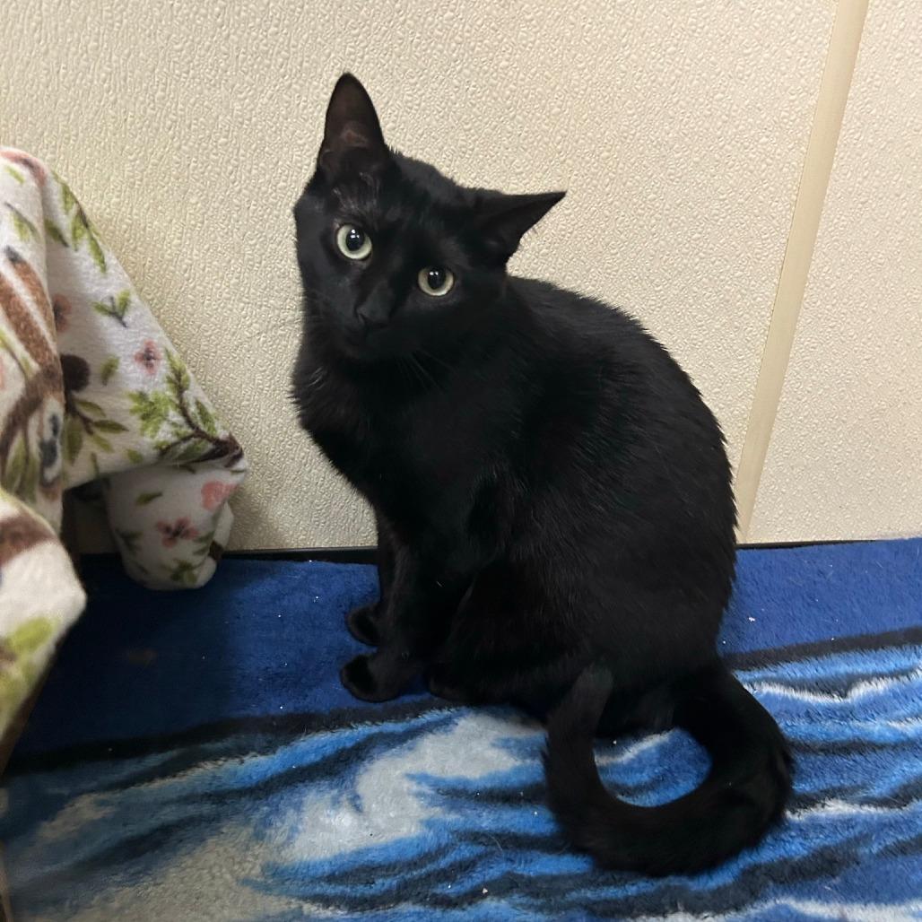 Enlarge Clovey, a Adoptable mixed breed in Pontiac, IL image 2/6