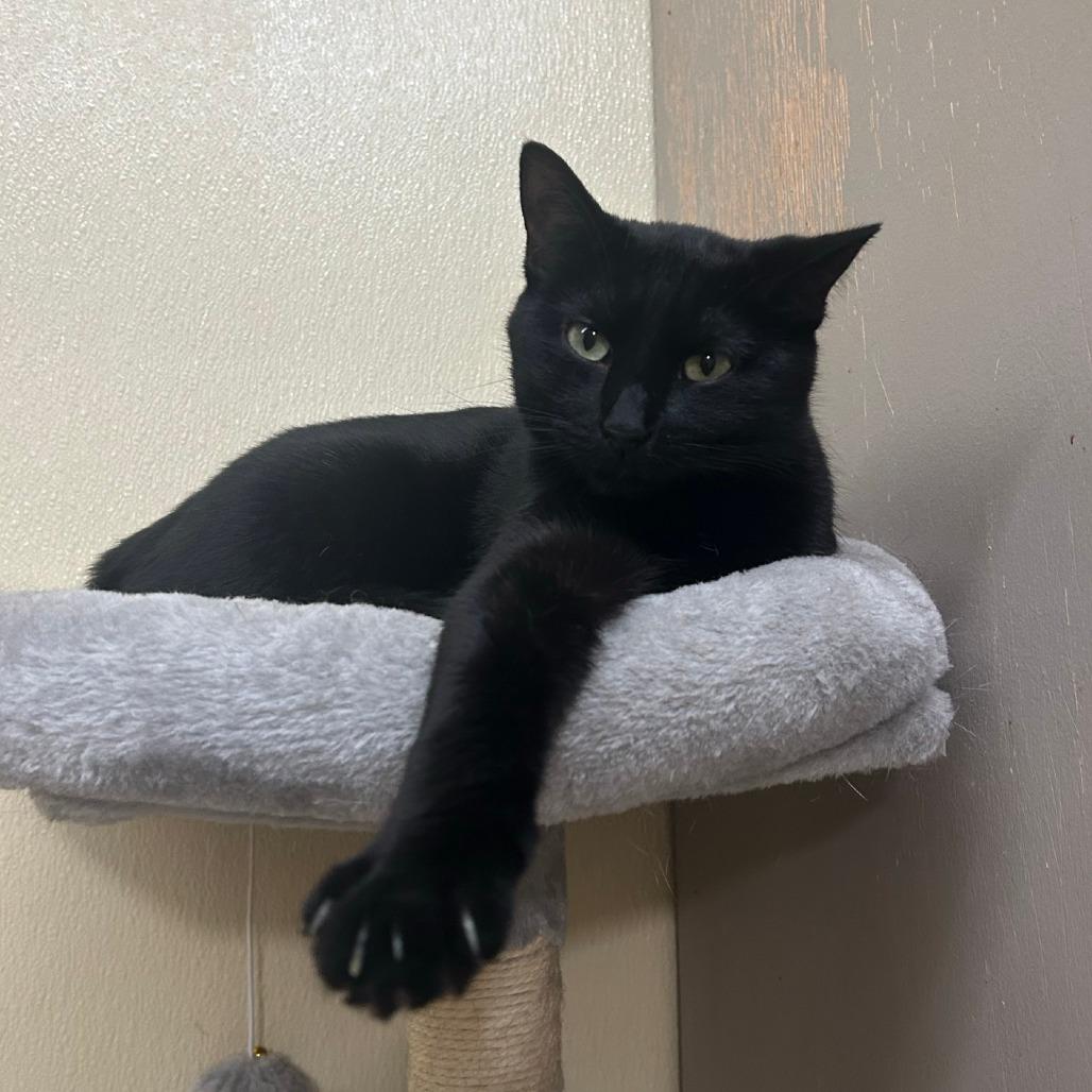 Enlarge Clovey, a Adoptable mixed breed in Pontiac, IL image 4/6