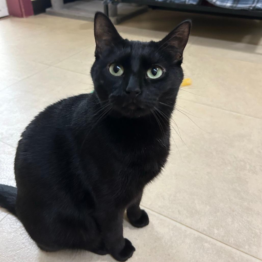 Clovey, a Adoptable mixed breed in Pontiac, IL image 3/6