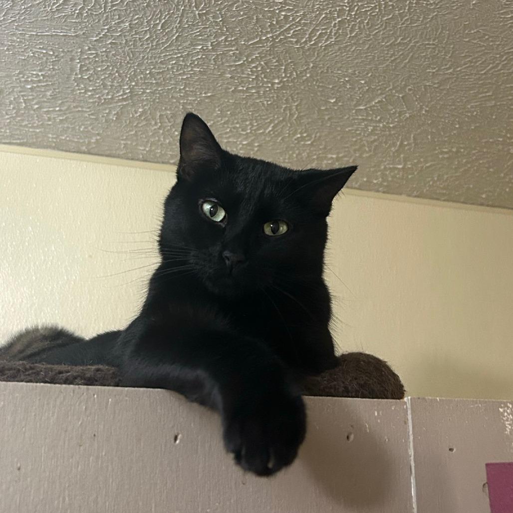 Enlarge Clovey, a Adoptable mixed breed in Pontiac, IL image 5/6