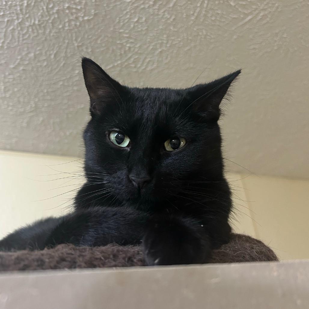 Enlarge Clovey, a Adoptable mixed breed in Pontiac, IL image 3/6