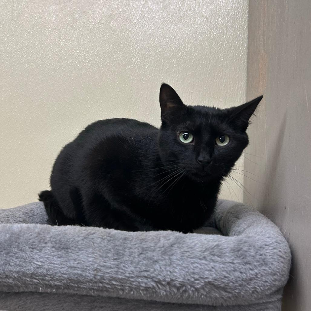 Enlarge Clovey, a Adoptable mixed breed in Pontiac, IL image 6/6