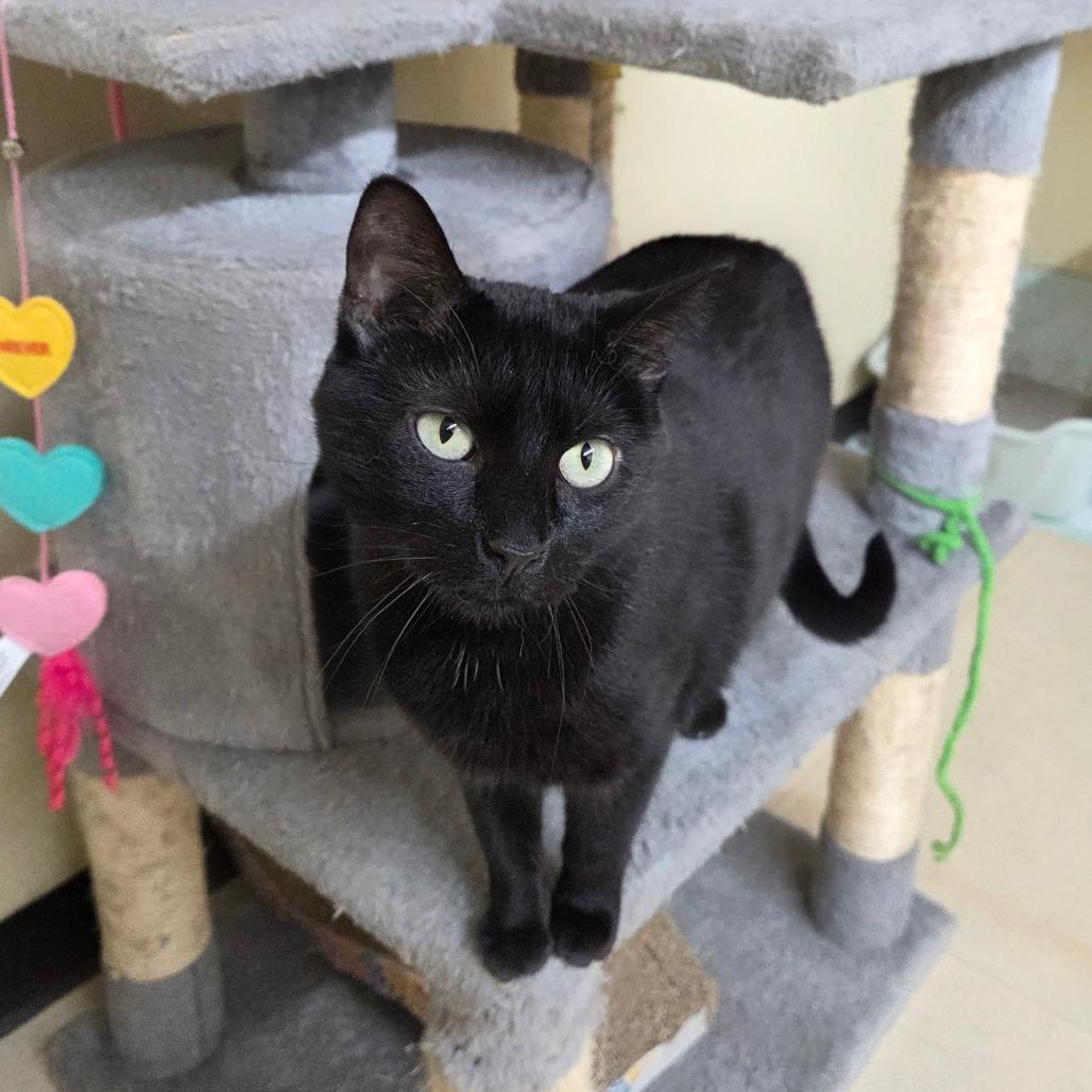 Clovey, a Adoptable mixed breed in Pontiac, IL image 5/6
