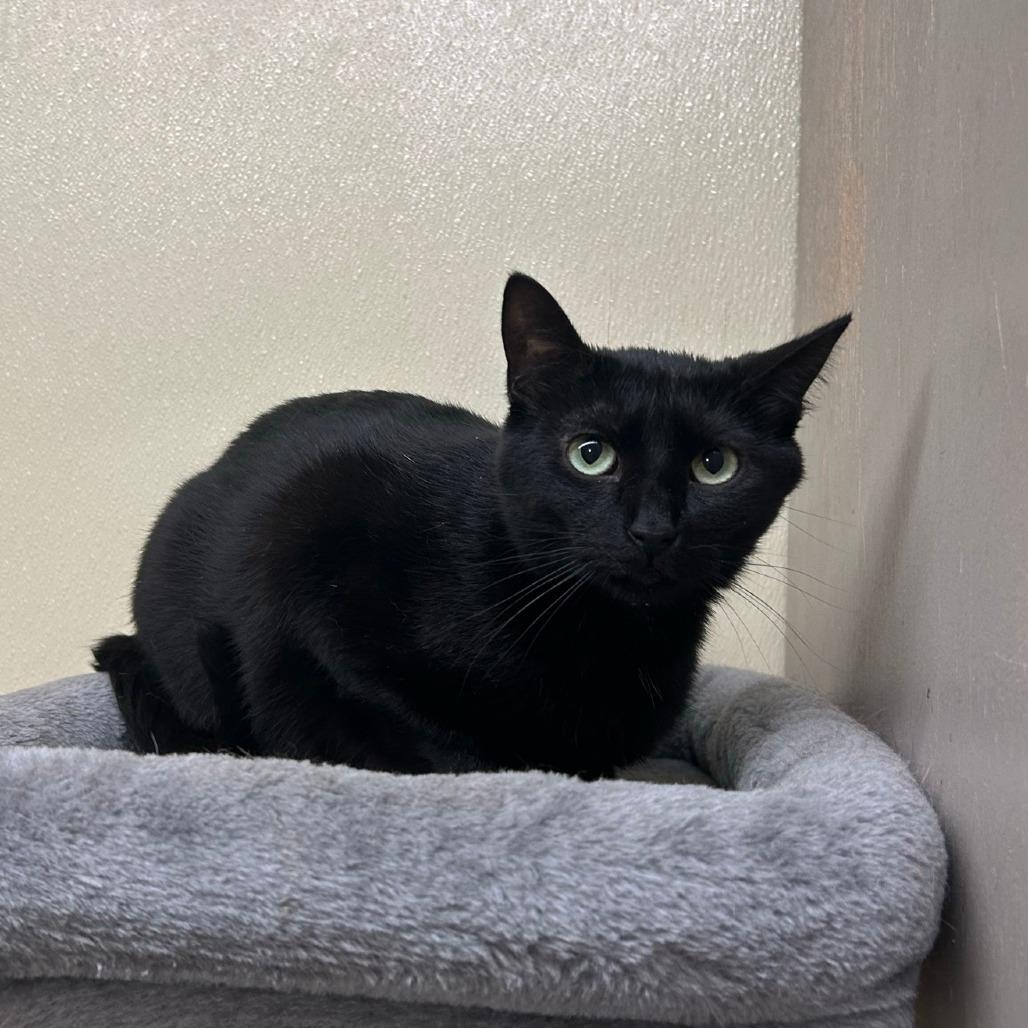 Enlarge Clovey, a Adoptable mixed breed in Pontiac, IL image 5/6