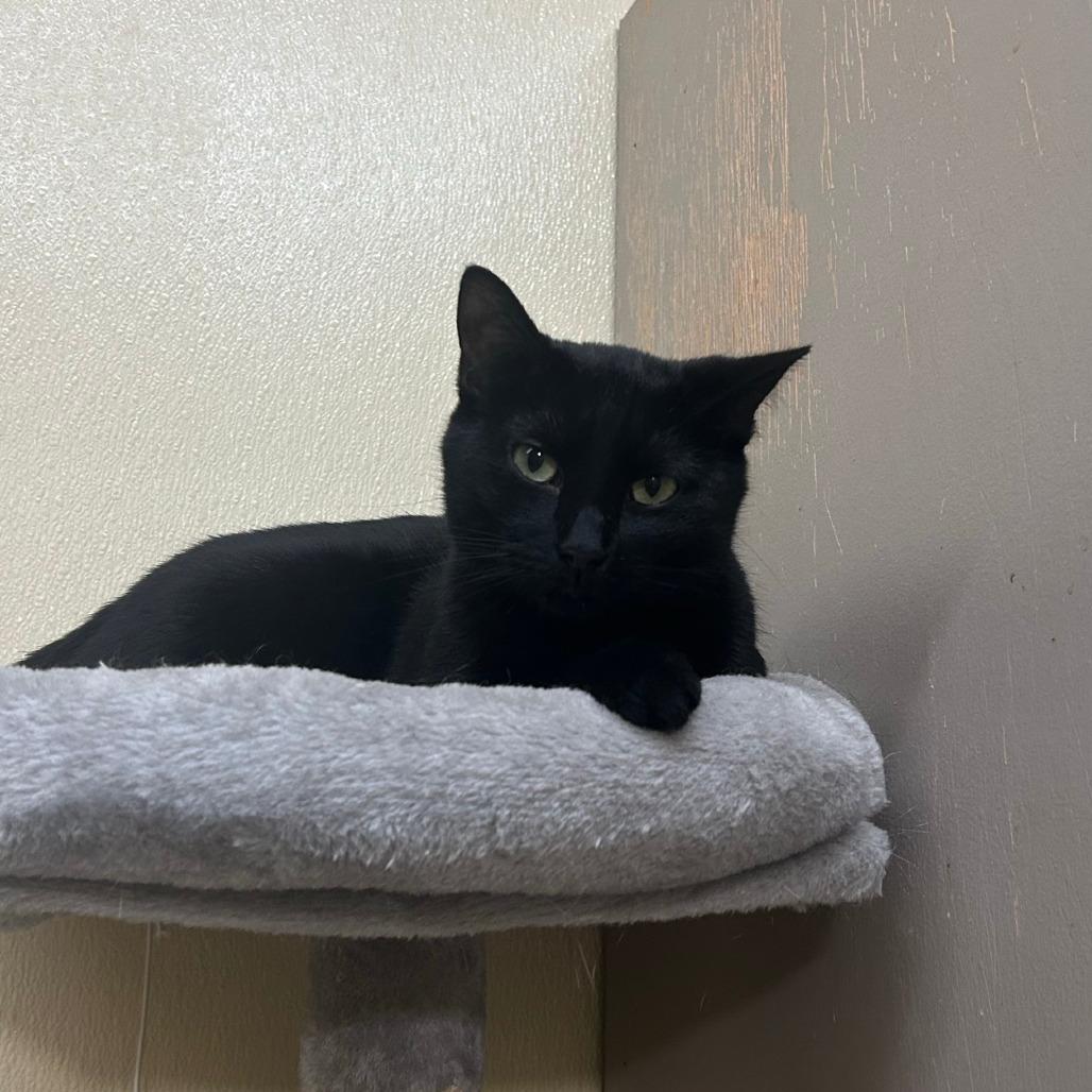 Enlarge Clovey, a Adoptable mixed breed in Pontiac, IL image 6/6