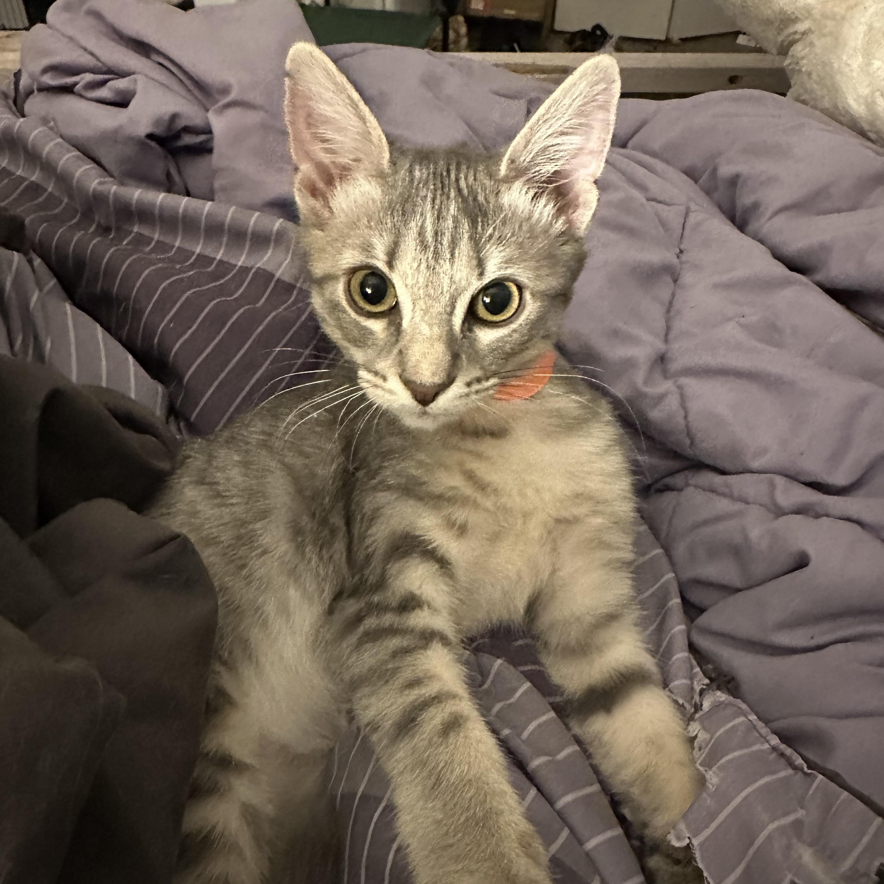 Dottie